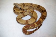 #02 female Patel Salmon Jungle het Ivory Ghost.jpg