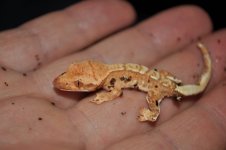 new hatchling 2.jpg