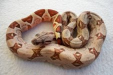 #01 female Pastel Salmon Jungle het Junglow pic 2..jpg