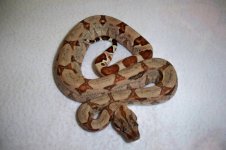 #02 female Pastel Salmon Jungle het Junglow.jpg