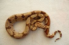 #03 female Pastel Salmon Jungle het Junglow..jpg