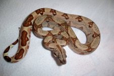 #05 male Pastel Salmon Jungle het Junglow..jpg