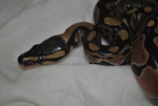 DSC_2378.jpg