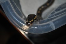 DSC_2392.jpg