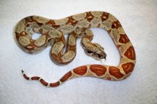 #06 female Pastel Salmon Jungle..jpg
