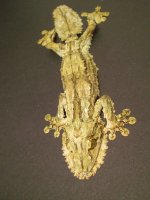 SG045 CB F2 MALE U SIKORAE 004.jpg