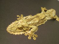 SG045 CB F2 MALE U SIKORAE 005.jpg
