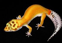Baby Geckos-3-23-11 009 resized.jpg