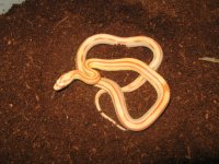 snakes1 025.JPG