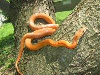 outside snake shots 009.JPG