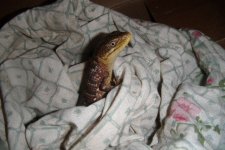 alligatorlizard 001.jpg