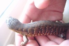 alligatorlizard 008.jpg