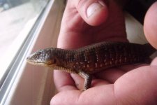 alligatorlizard 010.jpg