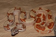 DSC_3327.JPG