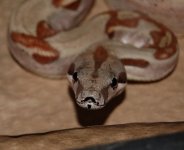 DSC_3336.JPG