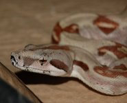 DSC_3339.JPG