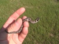 Hognose 7.17.11 005.JPG