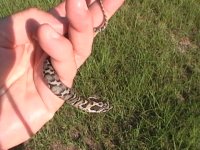 Hognose 7.17.11 002.JPG