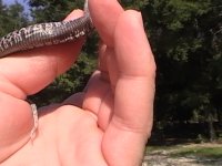 Hognose 7.17.11 003.JPG