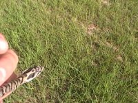 Hognose 7.17.11 001.JPG