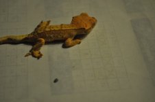 DSC_0113.jpg