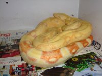 snakes 212.jpg