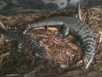 black and white tegus.jpg