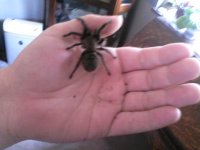 B. albipillosum.jpg