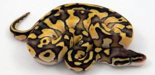 Pastel lesser pos shed.jpg