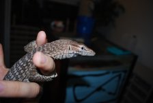 DSC_0164.jpg