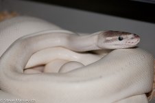 Mojave Pied x Super Mojave PH Piedjpg.jpg