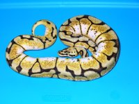 bumble 100% het ghost fem april 2011.JPG