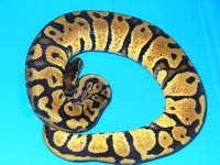 2010 Pastel fem hg Mar 2011.JPG