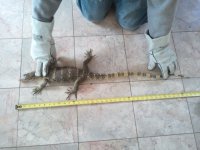 2011-05-19 10.02.33.jpg