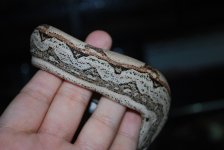 DSC_0062.jpg