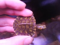 IMG_20110529_153137.jpg