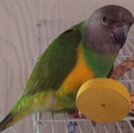 Bird Cage 003.jpg