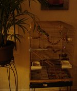 bird cage 041.jpg