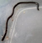 Snake full.jpg