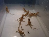 100_4243.jpg