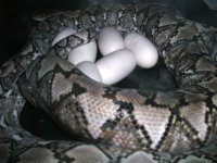 sd eggs 001.jpg