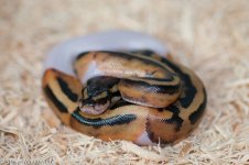 Pied female 2_850.jpg