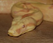 DSC_3060.JPG