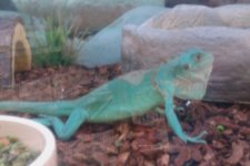 IMAG0242.jpg