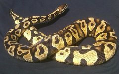 IMAG1118-1.jpg