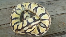 pastel 001.jpg