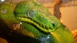 snakes4 001.jpg