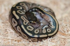 2011 Mojave Het Pied male_1.jpg