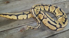 snakes5 001.jpg