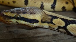 snakes5 002.jpg